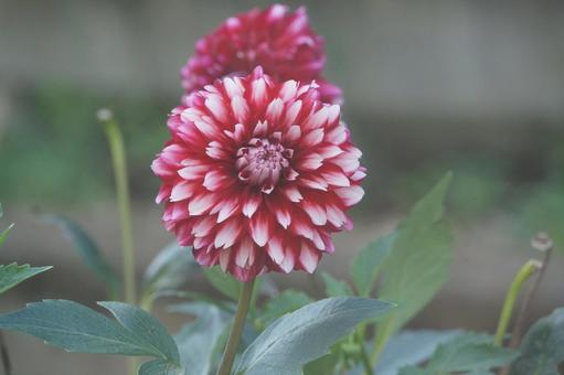 ダリア ダリアの写真