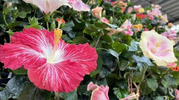 色とりどりのハイビスカスの花 沖縄 色とりどりのハイビスカスの花 沖縄 ハイビスカス,花,南国の写真素材