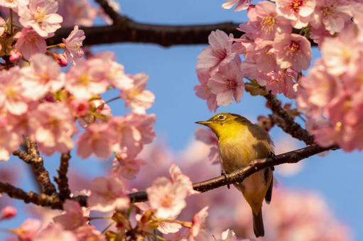 桜 メジロ 桜 メジロの写真