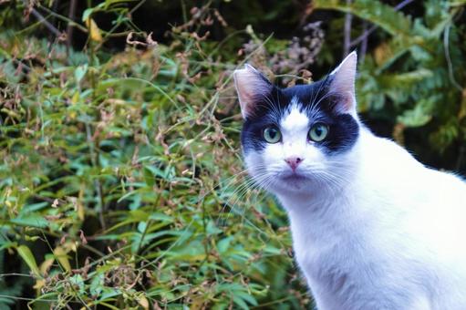 かわいい白黒猫 かわいい白黒猫 ネコ,保護猫,ニャンコの写真素材