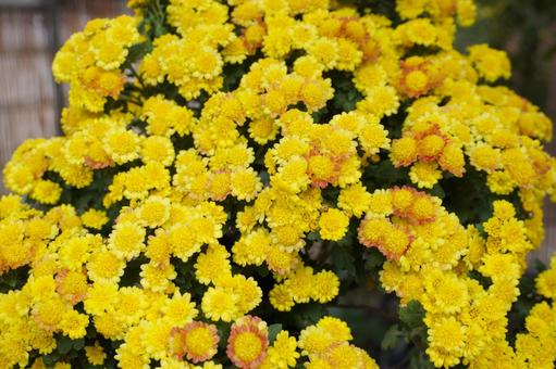 満開の黄色の小菊の花1　花素材　背景 菊,花びら,花束の写真素材