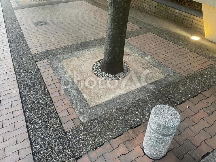 街路樹 街路樹,歩道,道路の写真素材