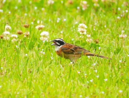 草むらに降りたホオジロのオス ホオジロ,野鳥,動物の写真素材