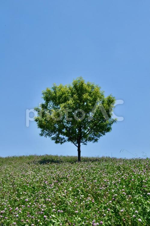 丘の上の一本の木と初夏の高原の美しい風景 青空,丘,樹木の写真素材