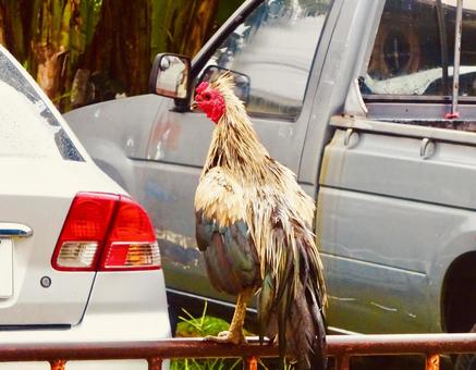 ニワトリと車 ニワトリ,鶏,トサカの写真素材