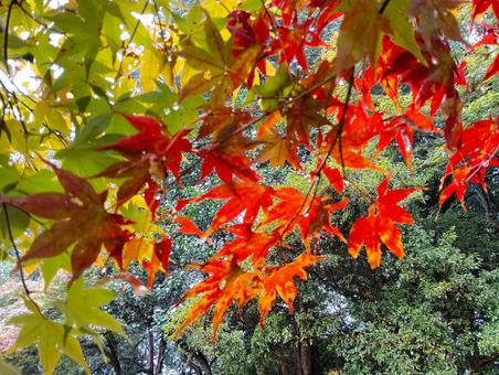 モミジ モミジ,雨に濡れた,観音寺の写真素材