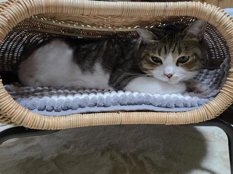 かごの中の猫 かごの中の猫 猫,ネコ,ペットの写真素材