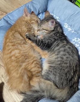 寄り添って眠る2匹の子猫 寄り添って眠る2匹の子猫 寄り添う,眠る,寝るの写真素材
