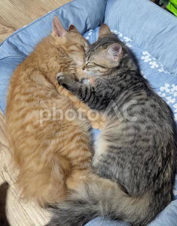 寄り添って眠る2匹の子猫 寄り添う,眠る,寝るの写真素材