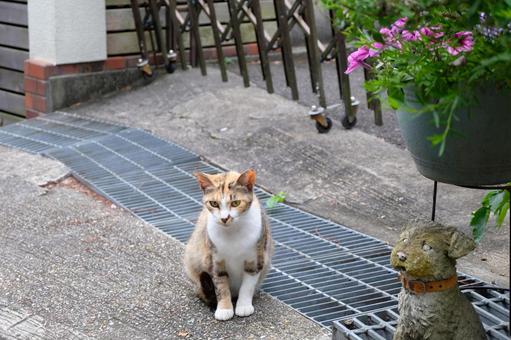 猫と犬の置物 猫と犬の置物 猫,三毛猫,動物の写真素材
