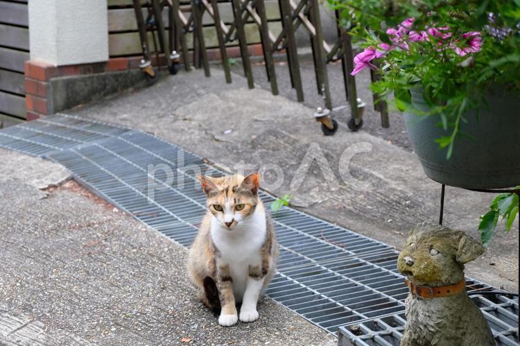 猫と犬の置物 猫,三毛猫,動物の写真素材