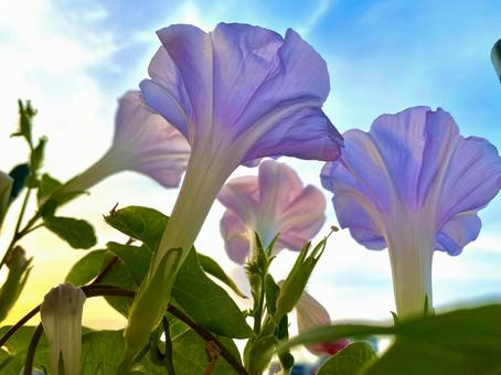 空に向かう朝顔 太陽の光,夏,花の写真素材