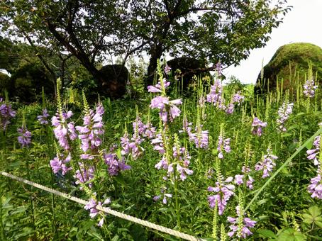 9月、花壇に咲くハナトラノオ ハナトラノオ,花,植物の写真素材