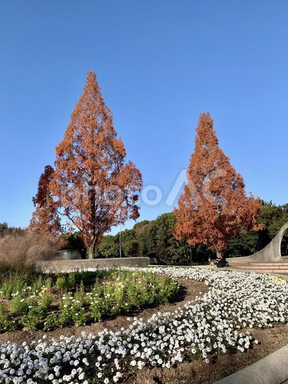 緑地公園の風花 公園,花壇,自然の写真素材