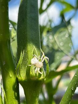 White-legged spider, JPG White-legged spider, JPG