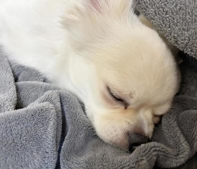 チワワの寝顔 チワワの寝顔 チワワ,寝顔,うつ伏せの写真素材