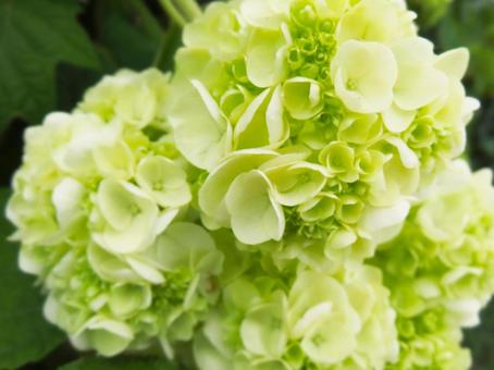 Inflorescence of white hydrangea, JPG Inflorescence of white hydrangea, JPG