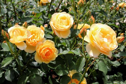 バラ・薔薇 グラハム・トーマス バラ・薔薇 グラハム・トーマスの写真
