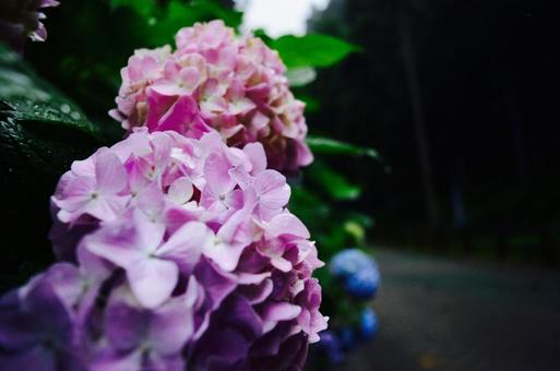 紫陽花 紫陽花の写真