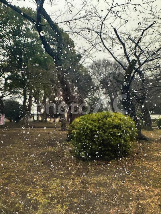 上野恩賜公園　水滴　雨の上野公園 上野恩賜公園（うえのおんしこう,雨の公園,台東区の写真素材