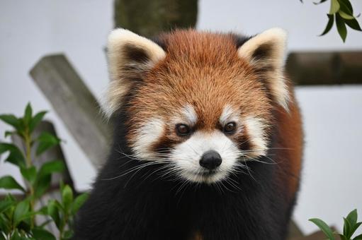 レッサーパンダの写真