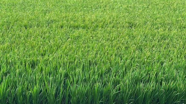 Photo, rice, ear rice, paddy field, 