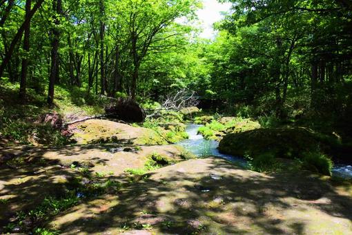 緑が美しい川 緑が美しい川 ハイキング,山,グリーンの写真素材