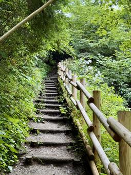 夏の高尾山　四号路　ハイキングコースの写真