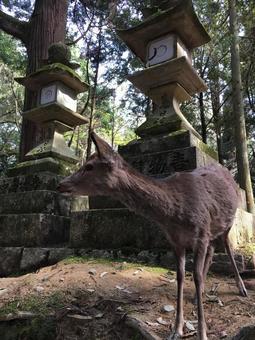 deer, mammal, kasuga taisha, wild animals, JPG