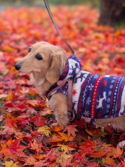 ミニチュアダックスフンドの紅葉散歩 犬,ダックス,ミニチュアダックスの写真素材