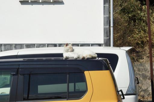 ねこ ねこ のらねこ,にゃんこ,可愛いの写真素材