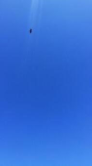 空と鳥 空と鳥の写真