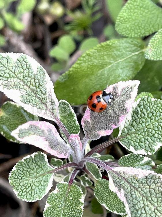 セージの葉上のテントウ虫 03 テントウムシ,天道虫,紅娘の写真素材
