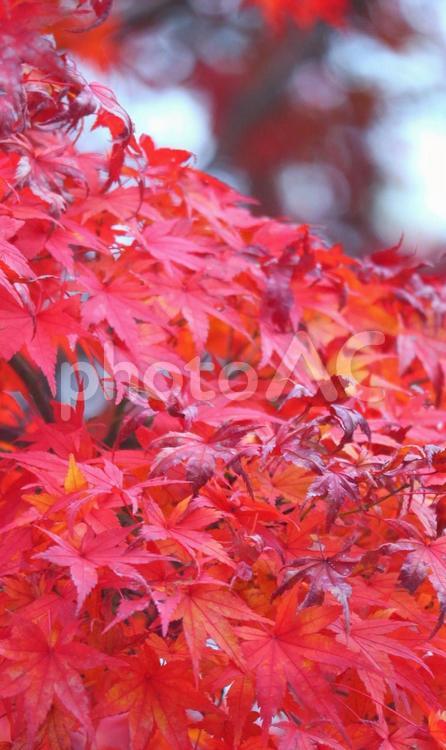 秋の記憶 秋,紅葉,風景の写真素材