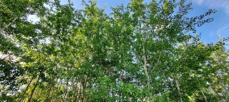アラスカの白樺と青空 2 アラスカの白樺と青空 2 白樺,しらかば,木の写真素材