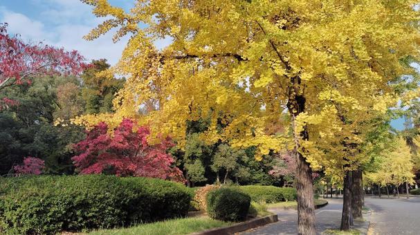 大阪城公園の紅葉 紅葉,赤,黄色の写真素材