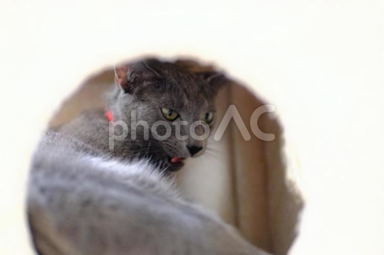 猫の日常の素材 猫,ロシアンブルー,catの写真素材
