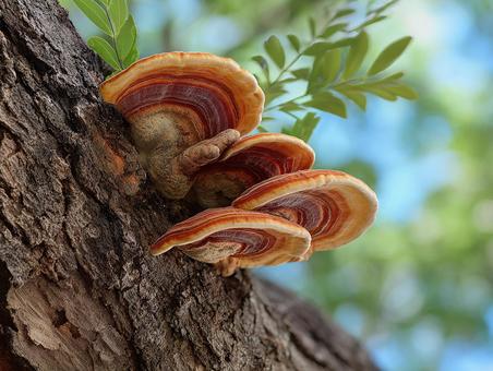 樹皮のテクスチャと霊芝の素材 樹皮のテクスチャと霊芝の素材の写真