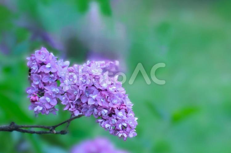 花模様ー季節の花 花模様,花,春の花の写真素材