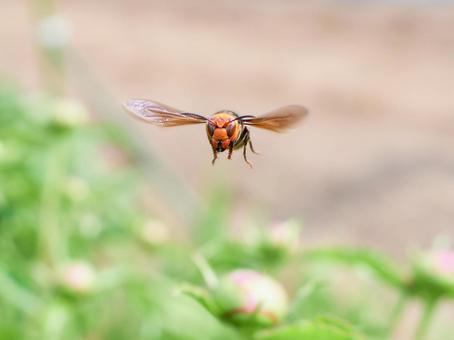 向かって飛んで来る一匹のスズメバチ スズメバチ,飛んでくる,飛翔の写真素材