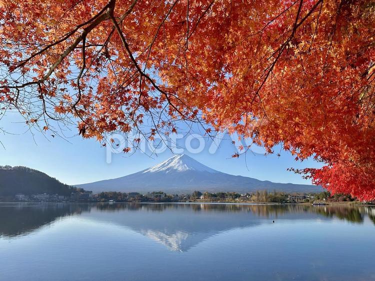 河口湖の湖畔の紅葉と富士山 富士山,河口湖,紅葉の写真素材