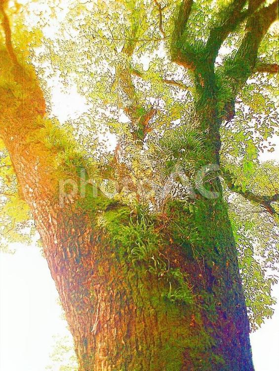 妖精の住む木 木,葉,自然の写真素材