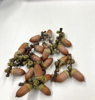 どんぐり どんぐり どんぐり,木の実,秋の写真素材