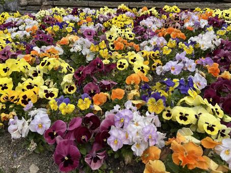 花壇 花壇の写真