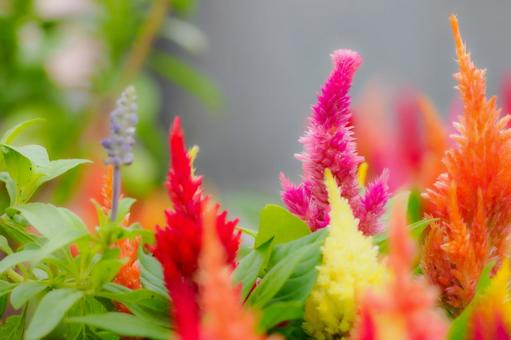 ケイトウ⒃ ケイトウ⒃ 花,ケイトウ,植物の写真素材