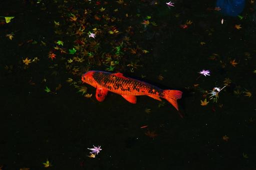 池の中を泳ぐ赤い錦鯉 池の中を泳ぐ赤い錦鯉の写真