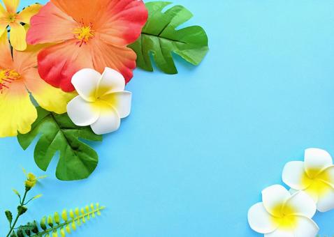夏 イメージ⑤ 夏 イメージ⑤ 夏,花,7月の写真素材