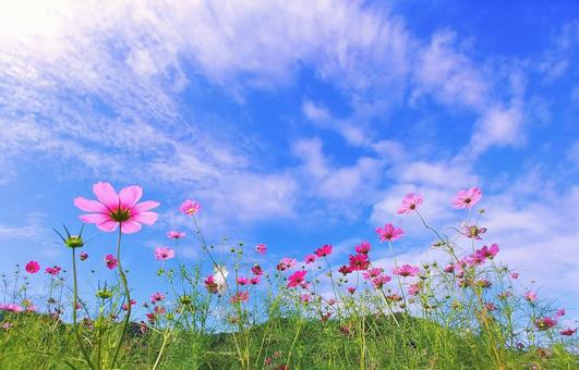 秋晴れのピンク系秋桜畑と青空 秋晴れのピンク系秋桜畑と青空 秋桜畑,秋空,秋晴れの写真素材