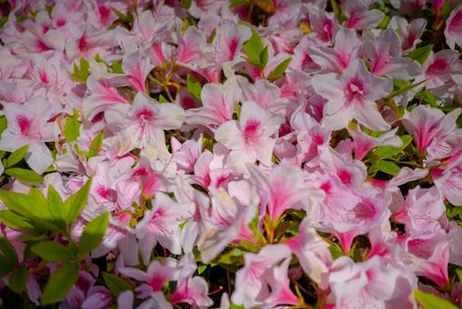 満開の淡いピンクツツジ ツツジ,つつじ,躑躅の写真素材
