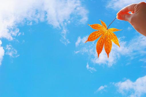 青空ともみじ もみじ,紅葉,カエデの写真素材